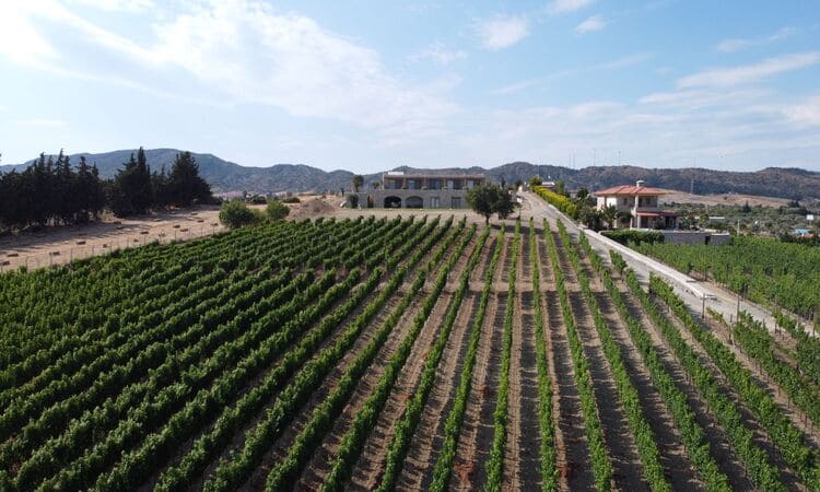 Datça Bağcılık Guest House